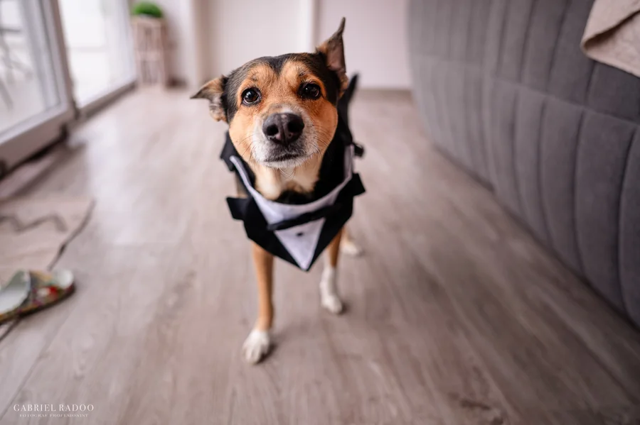 Loki in his wedding tuxedo
