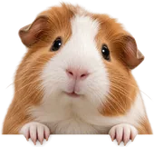Curious guinea pig in the card