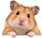 Cute hamster peeking over the top edge of the card